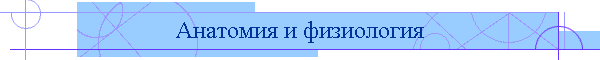 Анатомия и физиология