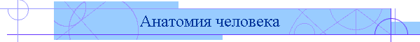 Анатомия человека