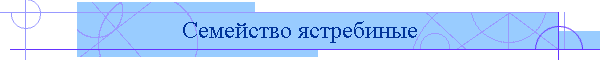 Семейство ястребиные
